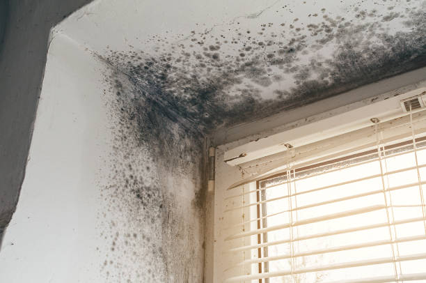 Affordable Attic Mold Remediation solutions in Thurmont, MD