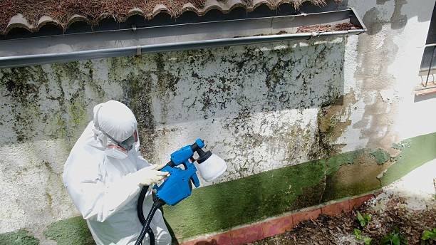 Top rated local Attic Mold Remediation specialists in Thurmont, MD